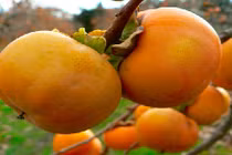 Lợi ích "vàng" cho sức khỏe của quả hồng giòn ít người biết