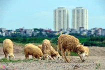 Ngắm đàn cừu nhởn nhơ ở vùng ven Hà Nội 