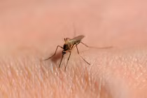 Mùa hè: đừng thờ ơ lơ là với bệnh sốt xuất huyết 