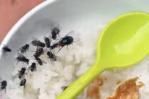 Nguy hiểm đe dọa sức khỏe khi phải sống chung với ruồi