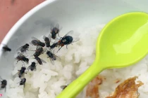 Nguy hiểm đe dọa sức khỏe khi phải sống chung với ruồi