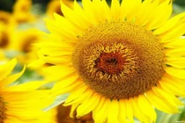  Phong thủy: Chọn màu sắc giúp chiêu tài khai vận 