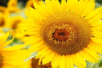  Phong thủy: Chọn màu sắc giúp chiêu tài khai vận 