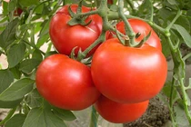 Muốn gầy nhanh hơn phẫu thuật hãy ăn sống các loại rau này