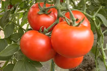 Muốn gầy nhanh hơn phẫu thuật hãy ăn sống các loại rau này