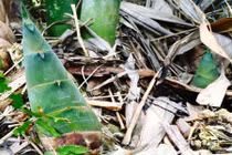 Cách chế biến măng tươi vừa ngon và không còn độc hại