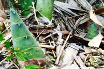 Cách chế biến măng tươi vừa ngon và không còn độc hại