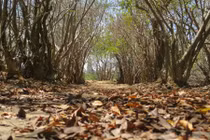 Dị nhân giữa rừng và chuyện ngôi miếu thiêng trong rừng Rú Chá 