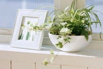 Những cây cảnh dễ rước vận xui vào nhà 