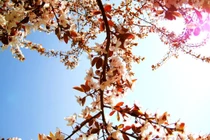 Dự đoán ngày mới 01/01/2018 cho 12 con giáp