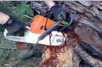 Clip: Kỳ lạ thân cây ‘rỉ máu’ khi bị cưa
