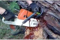 Clip: Kỳ lạ thân cây ‘rỉ máu’ khi bị cưa