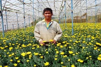 Vườn hoa bạc tỉ của đại gia nông dân Lâm Đồng