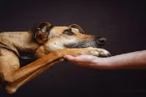 Bộ ảnh ngộ nghĩnh 50 sắc thái của những chú chó