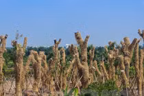 Khám phá nơi “hồi sinh” hàng xà cừ bên đường Kim Mã