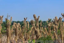 Khám phá nơi “hồi sinh” hàng xà cừ bên đường Kim Mã