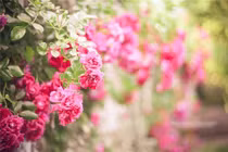 Top con giáp dù cả đời “FA” cũng đừng lấy nhau