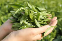 Da trắng mịn không tì vết nhờ pha trà xanh với rượu trắng 