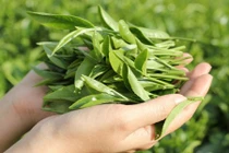 Da trắng mịn không tì vết nhờ pha trà xanh với rượu trắng 