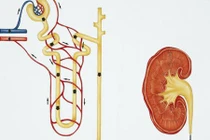 Tuyệt chiêu bảo vệ thận cho dân “cú đêm” trong mùa Đông