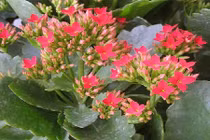 Giải rượu hiệu quả bằng bài thuốc từ cây quả vườn nhà