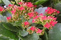 Giải rượu hiệu quả bằng bài thuốc từ cây quả vườn nhà