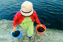 Ảnh: Múc nước hồ Linh Đàm đầy bao cao su tưới rau