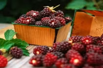 Bí quyết trẻ mãi không già bằng thực phẩm thiên nhiên