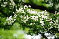 Dự đoán ngày mới 23/01/2018 cho 12 con giáp