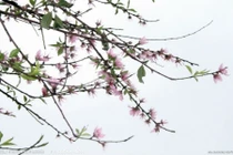 Mẹo phong thủy hóa giải vận đen dồn dập bủa vây 