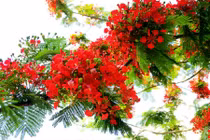 Top con giáp đỏ vận nhất mùa hè