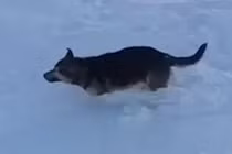 Rét -56 độ C, động vật “thi nhau” đóng băng ở Kazakhstan