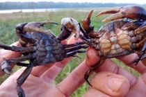 Ăn cua sống chữa ung thư: Phản khoa học, rước thêm bệnh