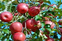 Táo phải ăn theo cách này mới tận dụng được tối đa dinh dưỡng