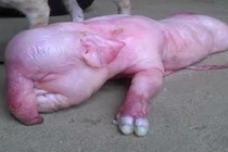 Hé lộ sự thật heo đẻ ra "voi" ở Quảng Ngãi