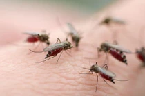 Những điều cần biết về phòng chống dịch bệnh sốt xuất huyết