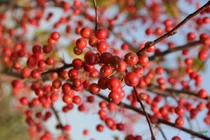 Thực phẩm ăn đã miệng khi trời lạnh mà không lo béo