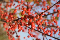 Thực phẩm ăn đã miệng khi trời lạnh mà không lo béo