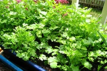 Những loại rau xanh có khả năng trị mụn 'thần kỳ'