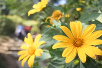 Du khách nô nức chụp ảnh với hoa dã quỳ vàng rực ở Ba Vì 