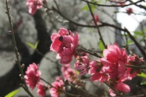 Mãn nhãn đào rừng thế độc, giá trên 100 triệu