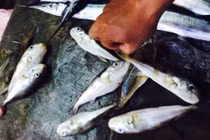 Cảnh báo ăn cá nóc chết người ở Thừa Thiên Huế