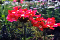 Phương pháp dưỡng sinh màu đỏ thần kỳ ít người biết đến