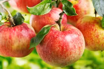 Ăn trái cây mùa thu giúp ngăn ngừa ung thư hiệu quả