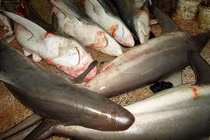 Xác 300 con cá mập rải đầy đường cao tốc