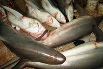 Xác 300 con cá mập rải đầy đường cao tốc