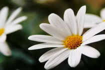 Món ngon độc lạ từ hoa cúc mùa thu