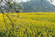 Mẹo vận dụng phong thủy hoa tươi tăng tài lộc