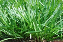 Một số gia vị giúp diệt ung thư 