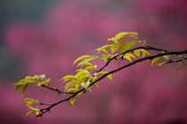 Lưu ý phong thủy cực quan trọng trong tiết Lập xuân 2016 